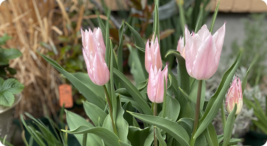 デジタルレントゲン